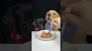 Today Is A Delicious Day Golden and Labrador Oh My God It Smells So Good Cute Dog Debut Plan [upl. by Akemaj]