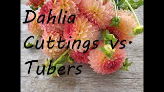 Dahlia Tubers vs Cuttings An End of Season Comparison [upl. by Ysnat]