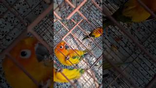 Mango the Bajrangi sunconurebird petbirds gymmotivation gymlife bajrangi yogapractice [upl. by Quirk86]