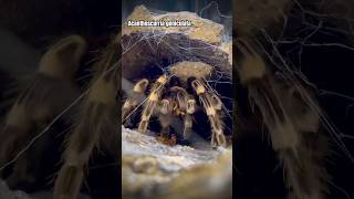 Big Tarantula feeding Acanthoscurria geniculata shorts tarantula [upl. by Edgar192]