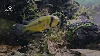 WC Apistogramma cf Cacatuoides Rio Purus with fry again [upl. by Kanter]