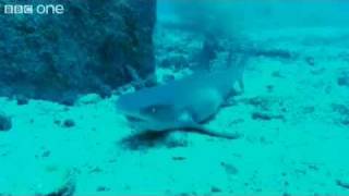 HILARIOUS sharks singing jaws  voice over [upl. by Sama159]