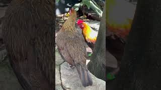 Taronga Zoo  Chicken and Rooster￼ [upl. by Emmons]