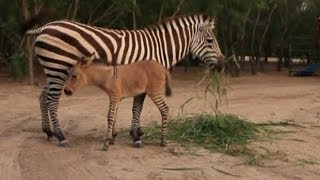 Rare zonkey born at Mexican zoo [upl. by Ydnolem]