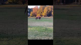 when the young horse freaks out trending tiktok viralvideo shortsfeed [upl. by Preuss125]