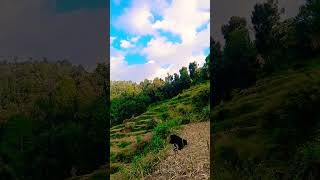 Chamoli gadwal ki Vadiya💕💕youtubeshorts love shortshorts nature [upl. by Alihet]