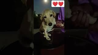 Kaana song viraldog funny newsong music trending labradorlovers [upl. by Inohs962]