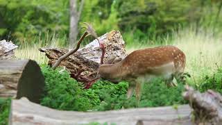 Fallow Deer shedding their velvet [upl. by Sinnod]