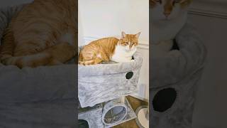 CAT TREE SUCCESS catshorts gingercat catsofyoutube [upl. by Ocirema]