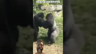 Gorillas fighting at the zoo [upl. by Desmund]