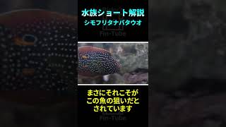 【水族館】ウツボに擬態する魚？シモフリタナバタウオ！水族ショート解説 水族館 魚 サメ社会学 [upl. by Tamra655]