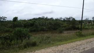 Bus ride from Belize city to Belmopan was beautiful [upl. by Ecinue]