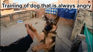 American Alsatian dog training  Aggressive dogs training  Training of dog that is always angry [upl. by Zeba157]