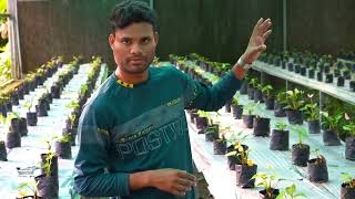 Growth of plant in antheridium house  MicropropagationTissue Culture naturalworldah02 [upl. by Nauqal]