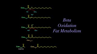 Beta Oxidation and Fatty Acid Metabolism EVERYTHING YOU NEED TO KNOW FOR BIOCHEMISTRY MCAT [upl. by Gowon800]