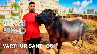 Quality Murrah Buffalo at Varthur Santhosh Cattle Farm in Bangalore  Cattle Video  Farmers Market [upl. by Harte]