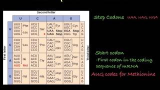 The Genetic Code how to translate mRNA [upl. by Erised]