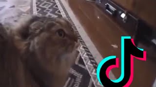 TikTok quotOh Noquot song  cat version [upl. by Nulubez]