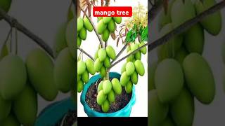 How to propagation mango tree by air layering mangotree [upl. by Bremble]