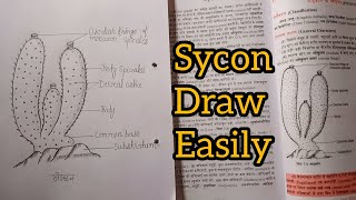 How to draw sycon diagram step by step  draw diagram of sycon sponge  artartist1m [upl. by Shaer]