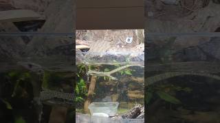 Mangrove Monitor Lizard Swimming Varanus indicus aquarium aquatic animal reptiles aquascape [upl. by Acirtal]