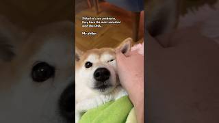 All units my tummy hurts 🥲 memes cute shibainu [upl. by Lapo]