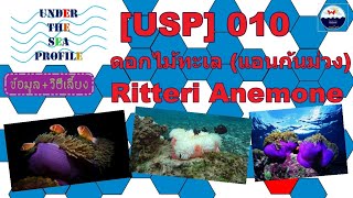 USP 010 Ritteri Anemone ดอกไม้ทะเลแอนก้นม่วง l ข้อมูล วิธีเลี้ยง [upl. by Viridi]