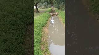 Sepp holzer monks natural clay ponds cover crops nature permaculture ponds rain clay water [upl. by Eneleuqcaj899]