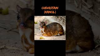 Chevrotain Kancil shortvideo animals faktaunikbinatang [upl. by Carina220]