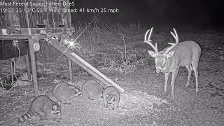 Farmer Dereks L Cam 111824 Big John at the feeder raccoon touches his antler [upl. by Itin]