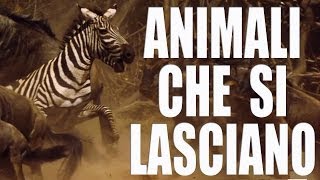 Animali che si lasciano [upl. by Antonio]