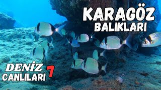 Karagöz Balıkları Hakkında Bilgiler  Deniz Canlılarını Tanıyalım  Tüplü Dalış Videoları [upl. by Wendel]