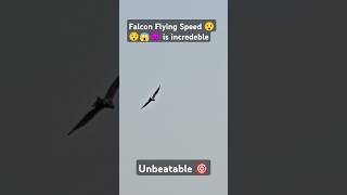 Falcon flying speed is unbeatable 😯 falcon hawk nature shorts eagle status jordanmanali [upl. by Heath]