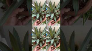 🌱Beautiful Rhoeo Plant 🪴homegarding 🏡🧑‍🌾🪴🥰ytshots viralshorts [upl. by Phail]