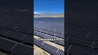 How Solar Panels Are Reviving Deserts [upl. by Nylegna]