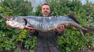 Fish in Batter Crunches like Chips A huge Beluga in a Frying Pan [upl. by Anoyet]