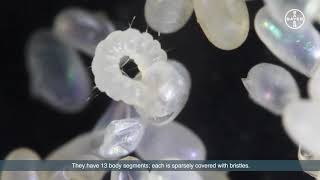 Lifecycle of a flea Video 4 Flea Eggs [upl. by Ramey]