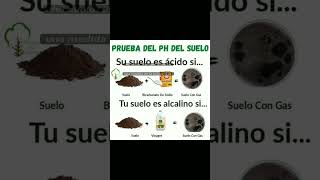 Este es un método muy sencillo y práctico para evaluar el pH del suelo pHdelSuelo Edafología [upl. by Gonagle]