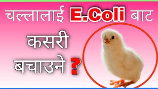 EColi Disease in Poultry । Colibacillosis Treatment amp Control in Poultry Farming । AgroDev Nepal [upl. by Parrie652]