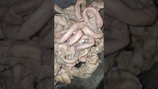 Pork intestine cooking Yummy 😋 cooking villagecooking porkrecipe intestine villagecooking [upl. by Henni]