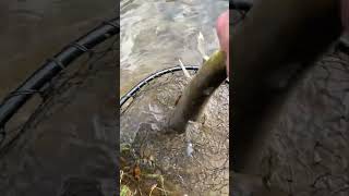 Chum Salmon Fishing  Catch And Release [upl. by Gnet435]