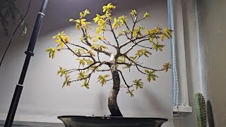 English Oak Bonsai Tree Update After Mega Root Prune [upl. by Enrobialc]