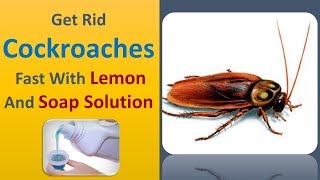 Get Rid Cockroaches Fast With Lemon And Soap Solution [upl. by Ase]