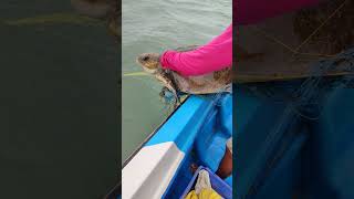 Rescuing a Turtle from an Entangled fishing Net  Kalpitiya  Sri Lanka [upl. by Audley]