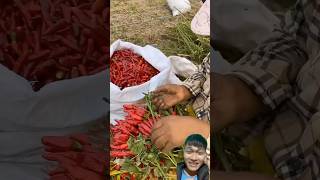 Chili Harvest sonasmr [upl. by Adivad433]