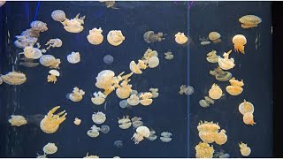 Jelly Fish at Singapore Aquarium [upl. by Curr]