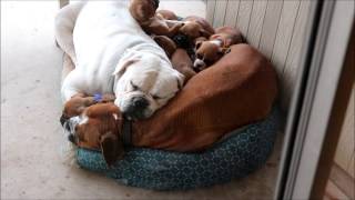 Week 5 boxer puppies sleeping in a dog pile [upl. by Acacia]