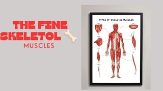 the fine skeletal muscles  like share and subscribe our channel  HBM world 🌎 [upl. by Rains207]