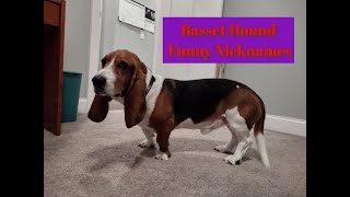 Basset Hound Funny Nicknames [upl. by Sul]