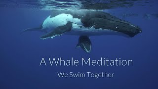 A Whale Meditation  We Swim Together  With the sounds of amazing singing Humpback Whales [upl. by Enaitsirk]